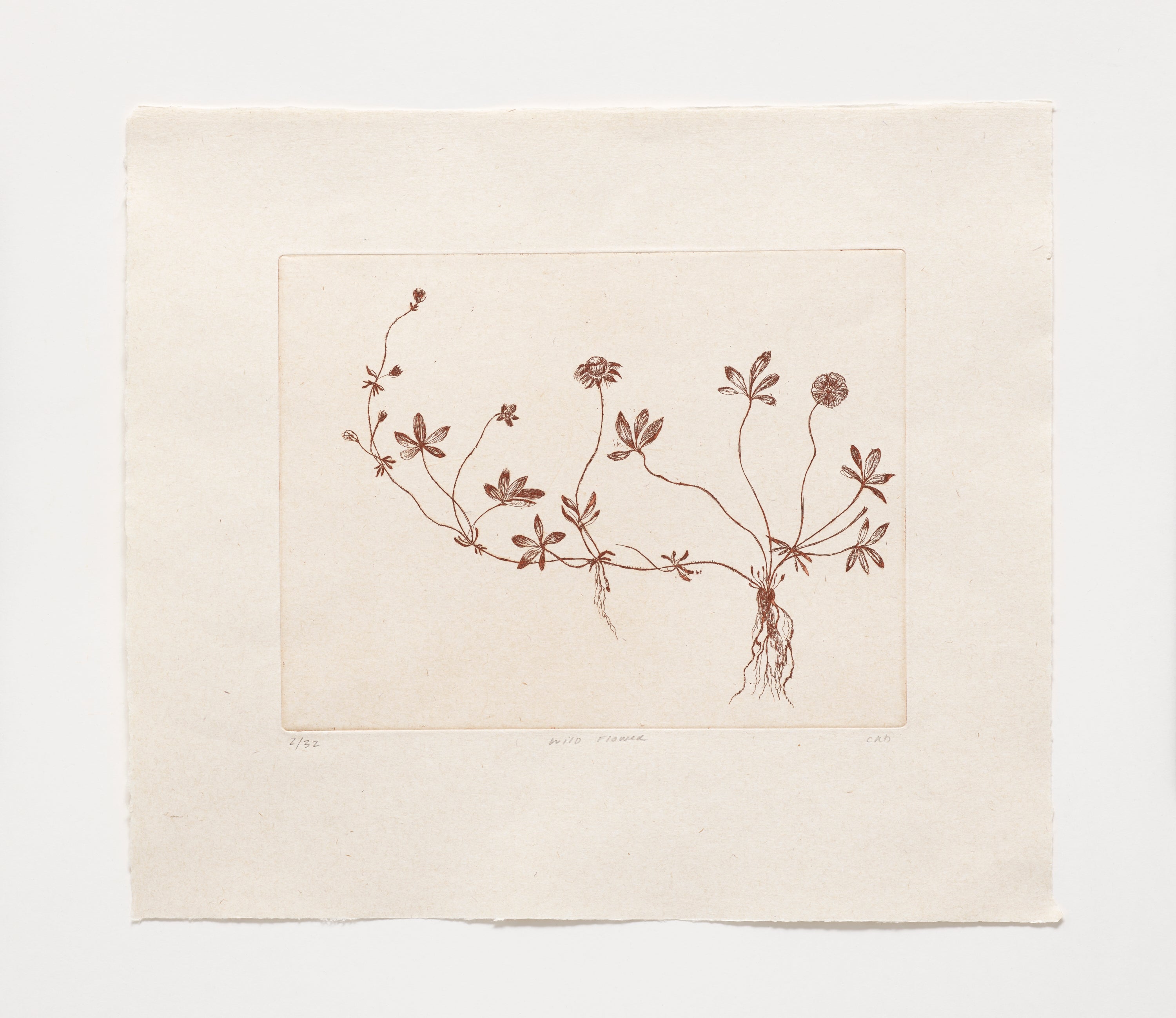 CRD ETCHING | WILDE FLOWER, 2024