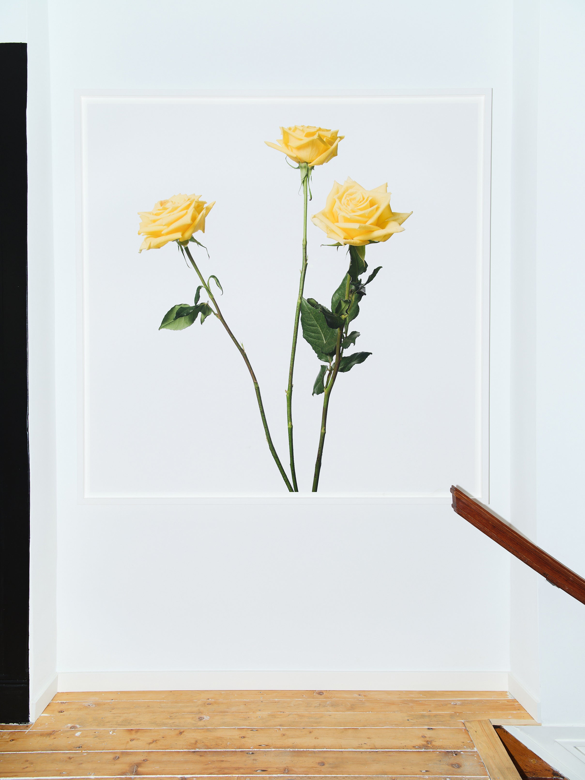 Inez and Vinoodh / 3 YELLOW ROSES, 2013