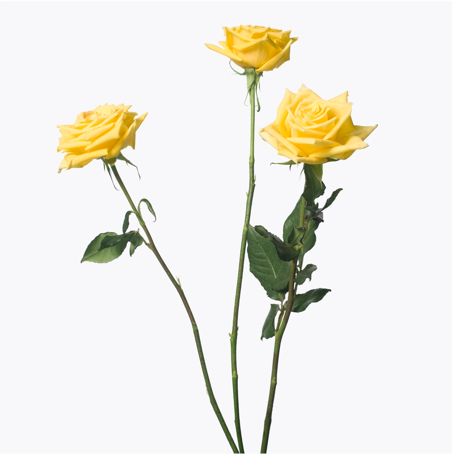 Inez and Vinoodh / 3 YELLOW ROSES, 2013